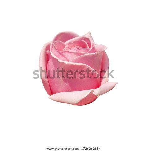 Pink Rosebud Isolated On White Background Stock Photo Edit Now 1726262884