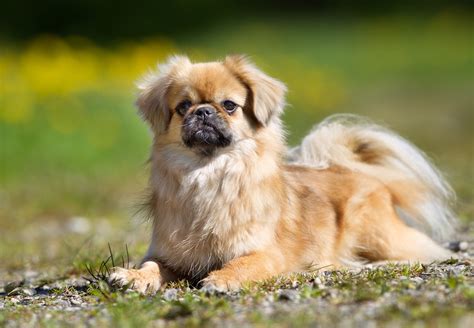 Tibetan Spaniel Dog Breed History And Some Interesting Facts