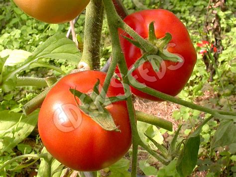 Tomato Grosse Lisse Eden Seeds