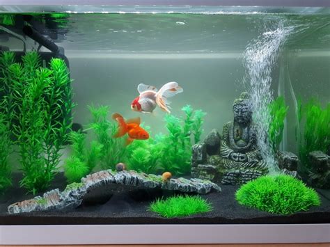 Famous Asian Themed Fish Tank Decorations References