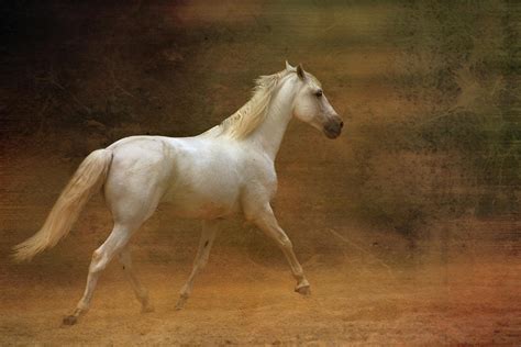 White Horse Trotting On Sand Photograph By Christiana Stawski Pixels