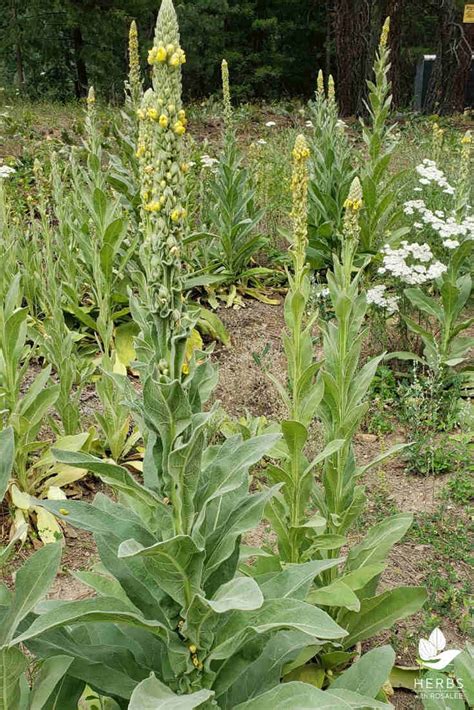 Mullein An Important Herb In Traditional Medicine Sc Garden Guru