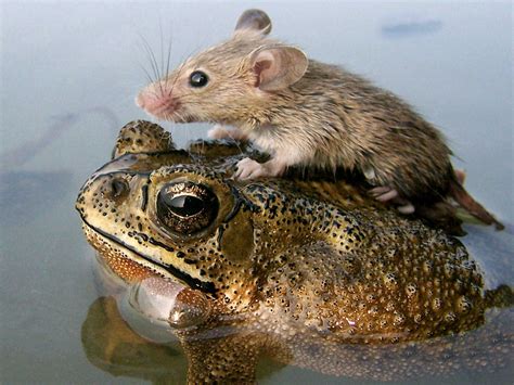 19 Unlikely Animals Who Became Best Friends