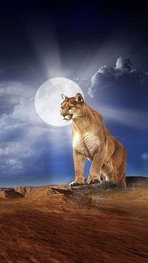 Mountain Lion Wallpapers Wallpaper Cave