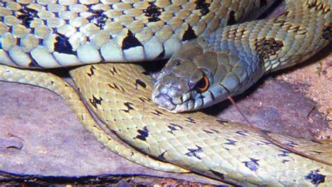 Iberian Grass Snake Cryptic New Species Of Snake Identified Biology Sci News Com