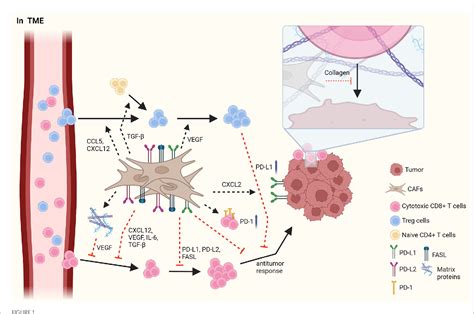 Figure 1 From Crosstalk Between Fibroblasts And T Cells In Immune