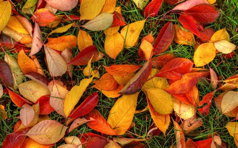 1920x1200 Latest Autumn Leaves 1080p Resolution Hd 4k
