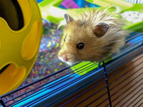 Hamster Free Stock Photo Public Domain Pictures