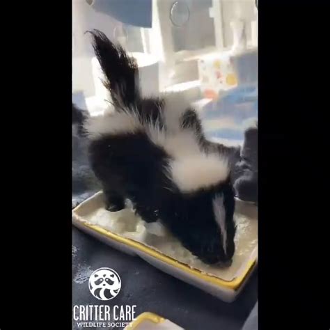 Critter Care Wildlife Uploaded A Video From Last Year Rbabyskunks