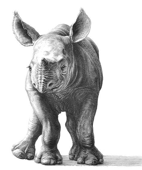 Young Rhinoceros A Pencil Drawing By Wildlife Artist Gary Hodges