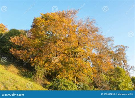 Landscape Of Woods During The Autumn Season With Warn Colors Stock