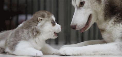 Mom Stahp哈士奇 GIF Dogs Huskies Puppy Discover Share GIFs