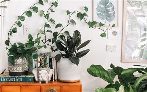 These Are The 10 Best Indoor Plants We Cant Stop Googling