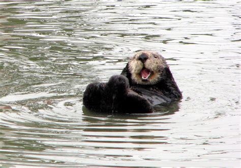 Filehappy Otter Wikipedia