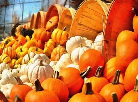 Pile Lot Of Pumpkins Thanksgiving Vegetables Harvest Holiday