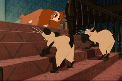 Lady Confronts Si And Am Lady And The Tramp Classic Disney Disney Pictures