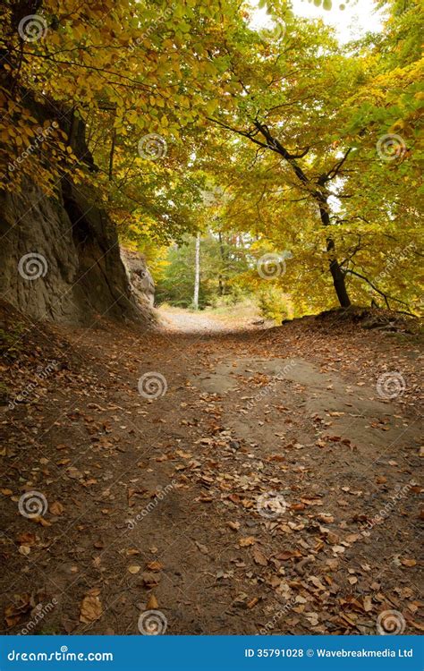 Country Road Along Trees In The Lush Forest Stock Photo Image Of