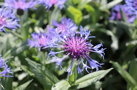 Photographed Close Up Blue Cornflower Growing In A Garden Spring