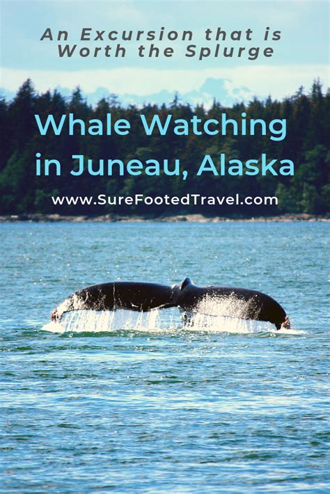 Book Your Whale Watching Excursion In Juneau Surefooted Travel