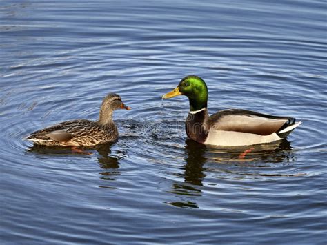 Closeup Of Male And Female Mallard Ducks Swimming Stock Photo Image
