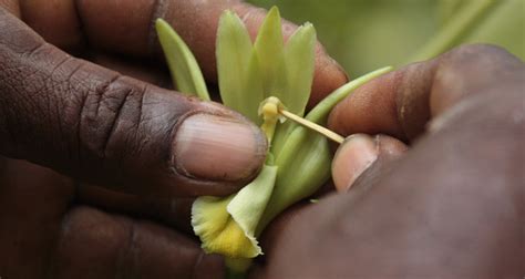 Why Theres Nothing Vanilla About Vanilla Farming Fairtrade