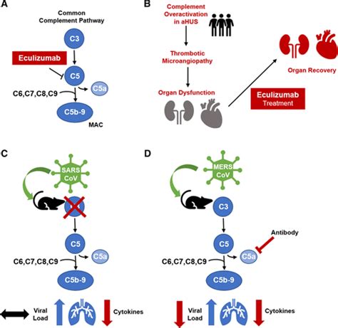 Will Complement Inhibition Be The New Target In Treating Covid