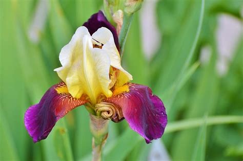 ¿cómo Cultivar La Flor De Iris Jardineria On