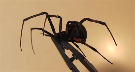 Fileblack Widow Spider Female