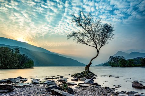 The Lonely Tree Llyn Padarn North Wales 5838x3892 Oc Just Out