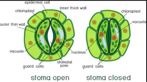 What Is Stomata Transpiration In Biology Your Study Notes