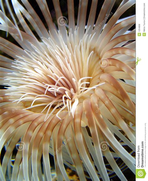 Sea Anemone Stock Photo Image Of Hydra Tropical Close