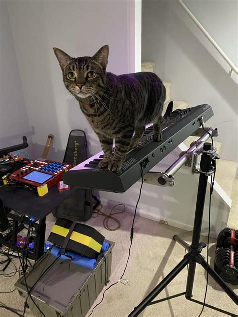Psbattle Cat On Keyboard Rphotoshopbattles