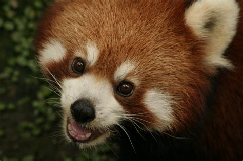Fileface Of A Red Panda Ailurus Fulgens 20080702 Wikimedia