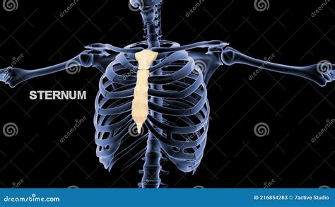 Sternum Or Breastbone And Manubrium Bones X Ray Osteology Of The Human