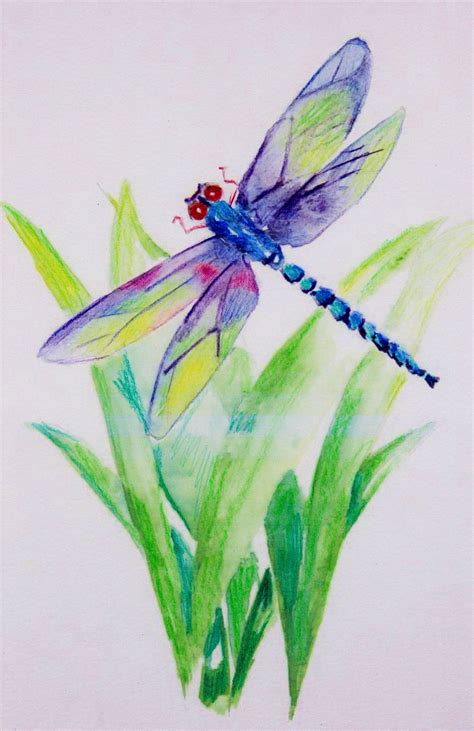 Elizabeth Grbic Butterfly Art Painting Dragonfly Art Watercolor