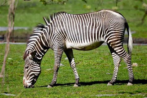 Zebra é Um Cavalo