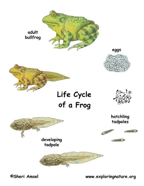 Frog Life Cycle