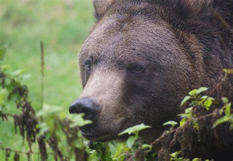 Bär Erich BÄRENWALD Arbesbach ein Projekt von VIER PFOTEN