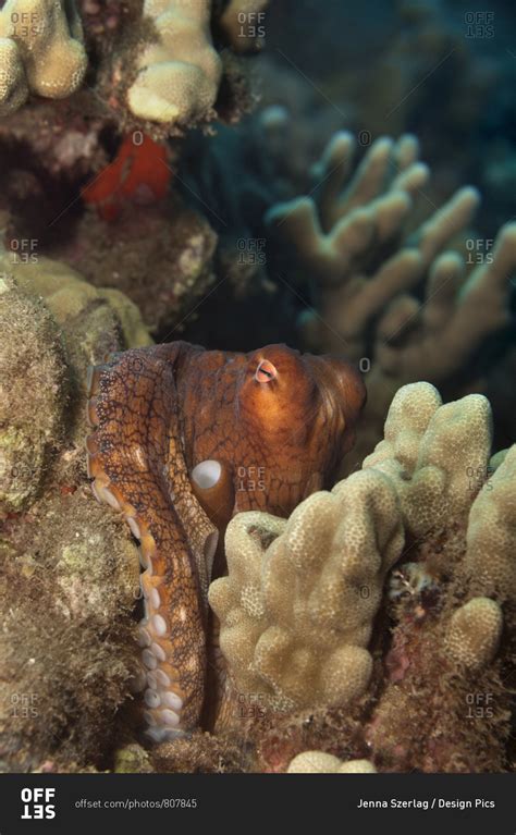 Hawaiian Day Octopus Octopus Cyanea Hiding In The Reef Maui Hawaii