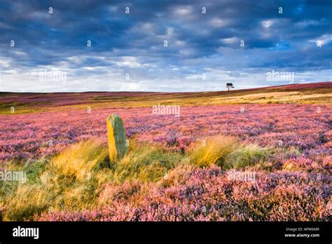 Purple Heather In Flower North York Moors National Park Hi Res Stock