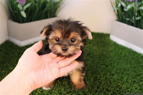 Cavapoo puppies are wonderful with children; Yorkshire Terrier Puppies For Sale | Charlotte, NC #295127