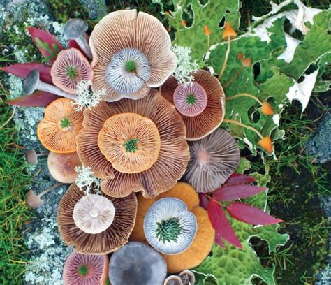 Photographer Turns Island Mushrooms Into Colorful Arrangements Petapixel