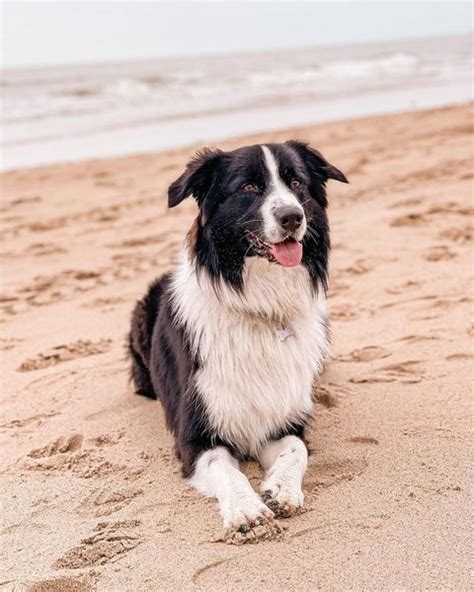 Black And White Australian Shepherd Your Complete Breed Guide The
