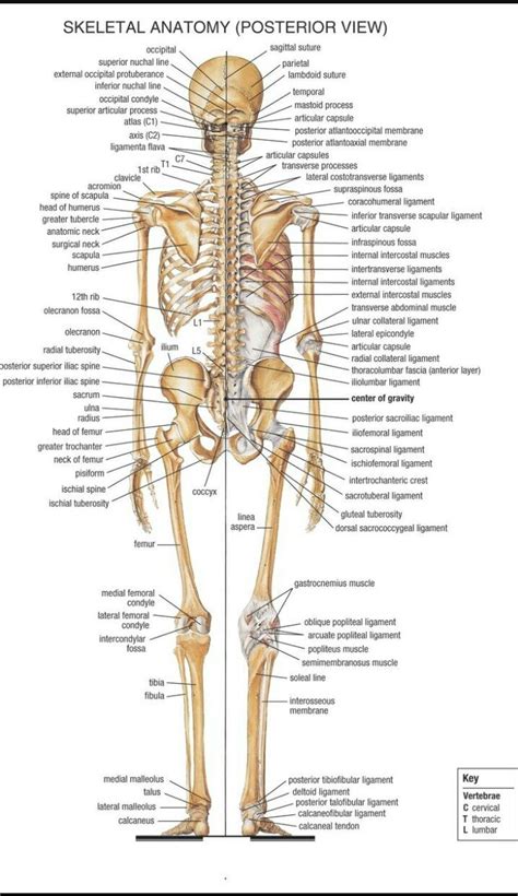 Vertebrae, including the sacrum and coccyx (backbone), maxilla (upper jaw). How many bones do you have when your born > ALQURUMRESORT.COM