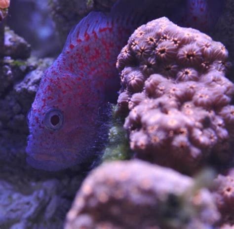 20 Small Saltwater Aquarium Fish For A Spectacular Nano Tank