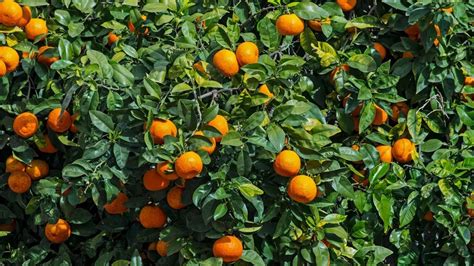 Orange Tree Citrus × Sinensis Known As The Sweet Oranges Fruit Tree