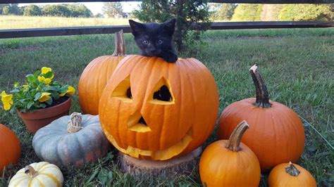 Kitten In Pumpkin Pumpkin Kitten Black Kitten