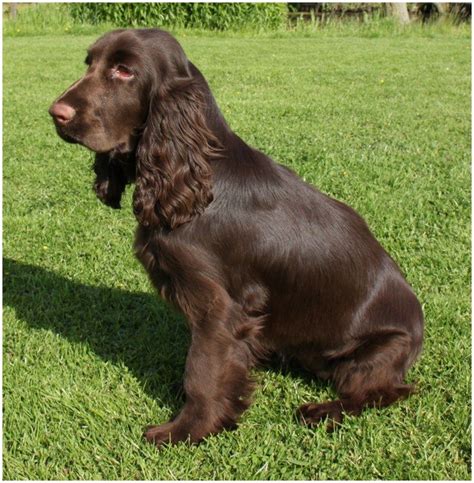 To furnish guidelines for breeders who wish to maintain the english cocker spaniel was developed from the field spaniels, a subcategory of the land spaniels developed to work the field (as opposed. Field Spaniel - Facts For Kids, Pictures, Breeders, Puppies, Temperament, Shedding | Animals ...