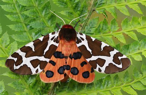 10 Fascinating Little Known Moth Facts