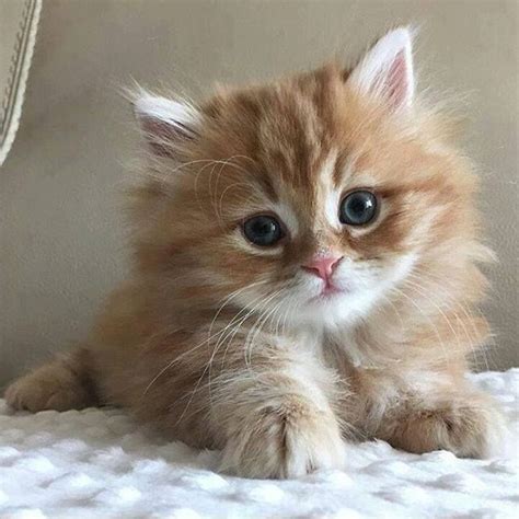 Beautiful Fuzzy Orange Kitten Tap The Link Now To See All Of Our Cool